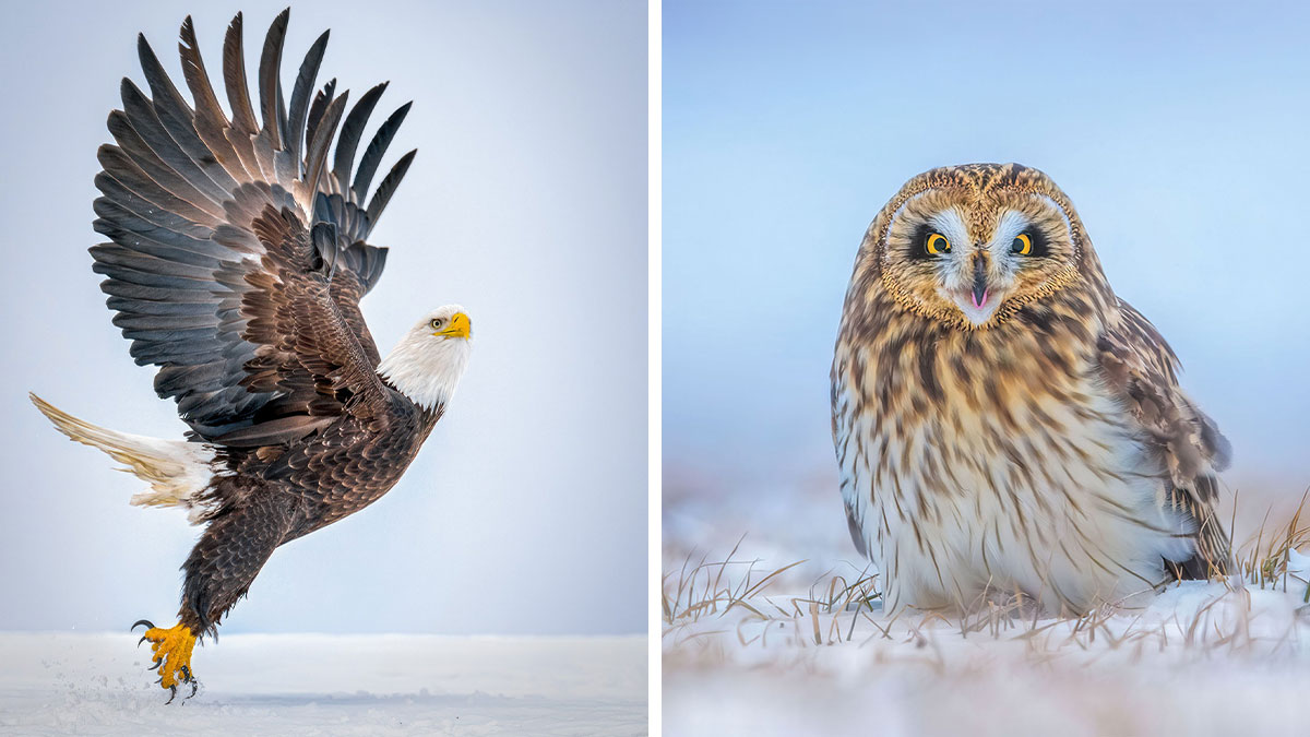 33 Bird Close-Ups By Matt Huras That Turn Everyday Nature Into Something Extraordinary - AOL