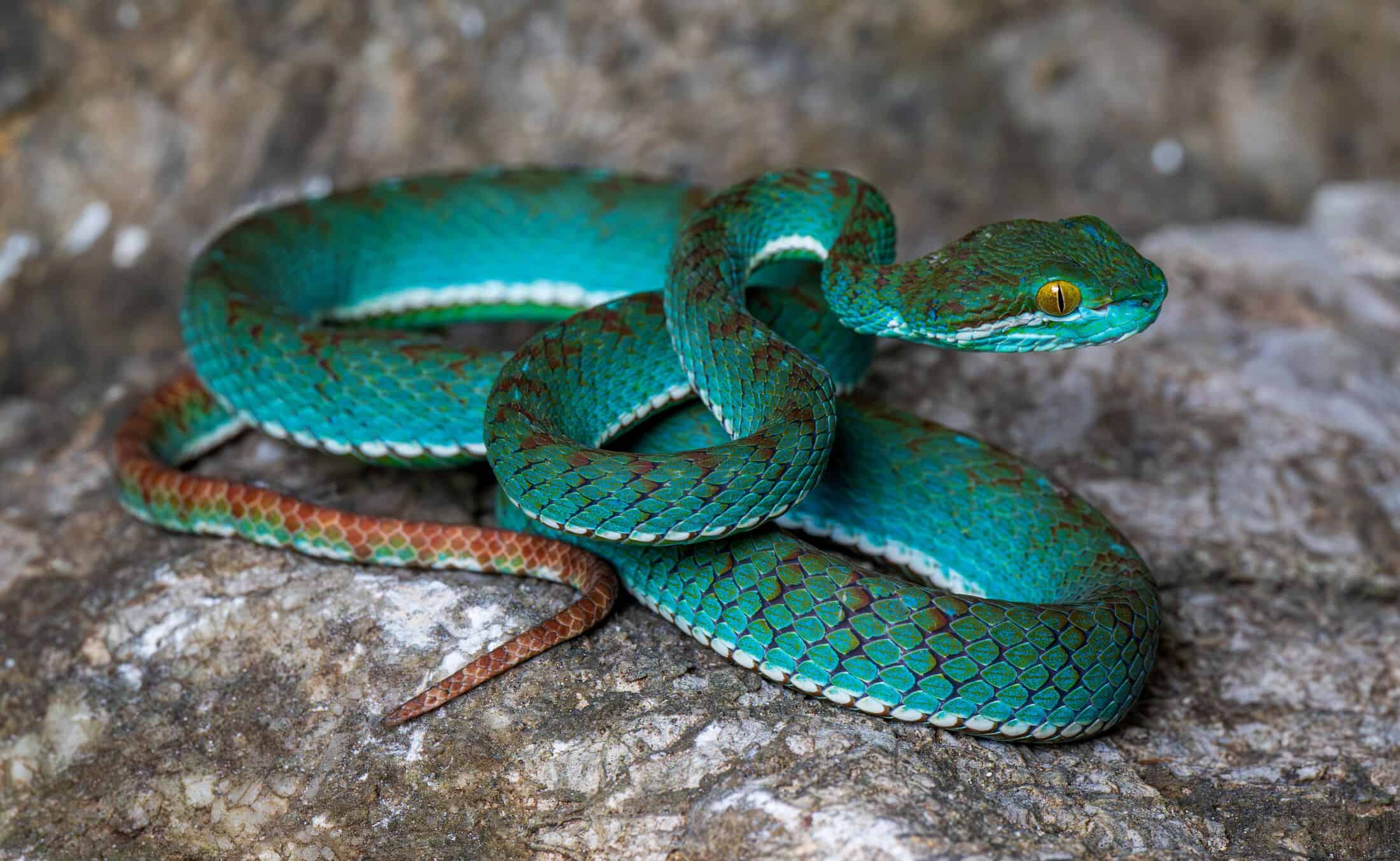 Meet Cambodia's Newest (and Bluest) Pit Viper - AOL