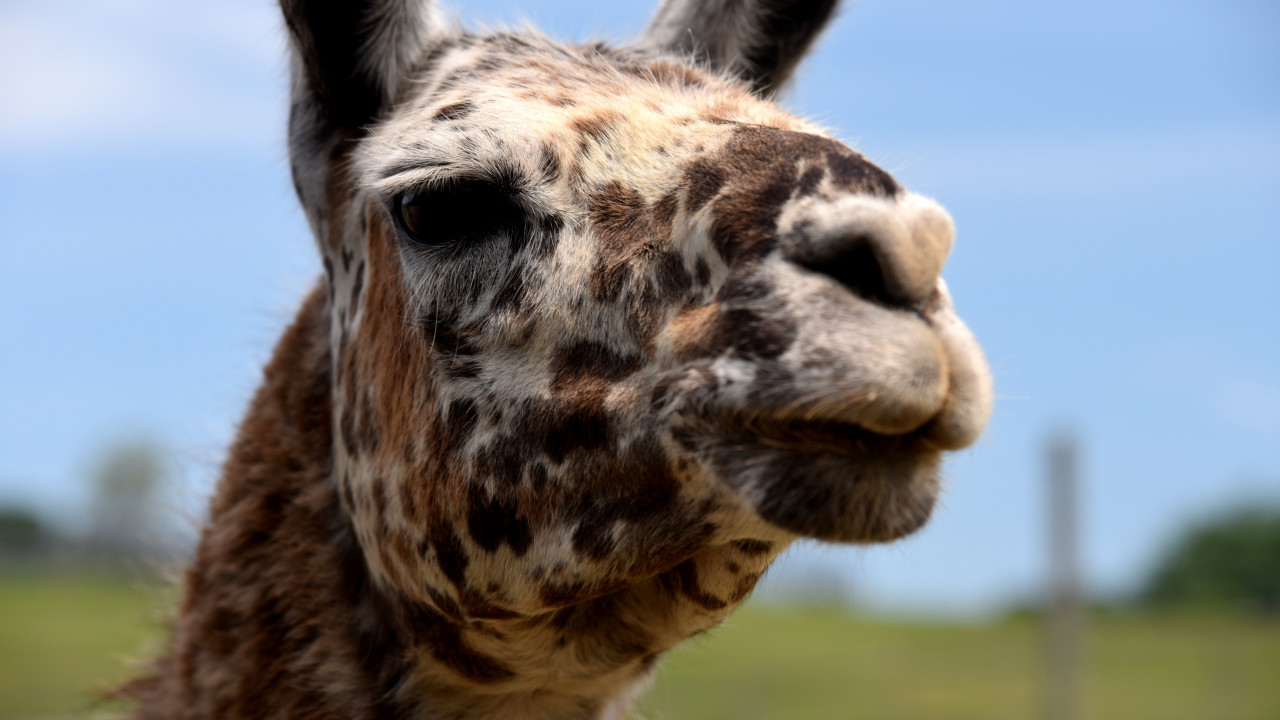 Unique Llama with Striking Pattern Is Unlike Anything We've Ever Seen Before - AOL.com