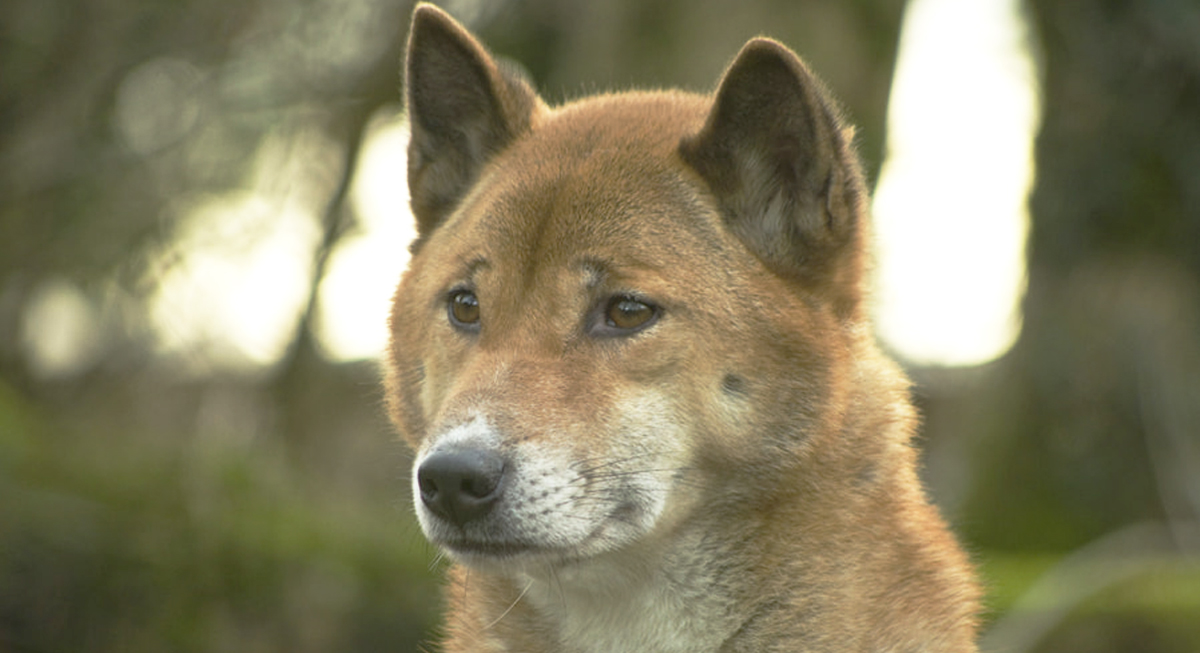The Singing Dogs of New Guinea That Hum Instead of Barking - AOL