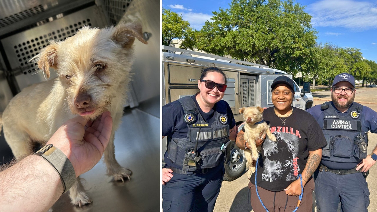 Dog reunited with Irving owner after four years missing - AOL