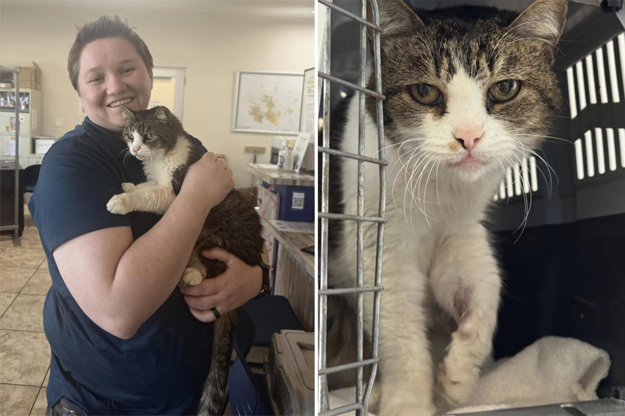Missing cat reunited with its Texas family after 5 years - AOL