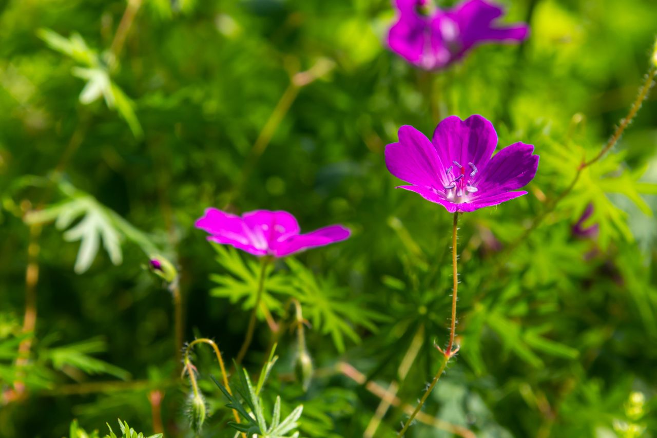 8 Low-Maintenance Spring-Flowering Perennials That Fill Your Yard With ...