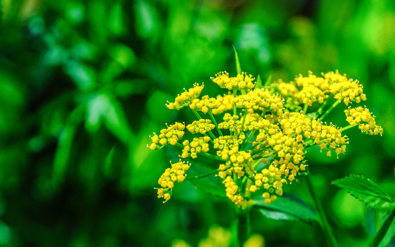 8 Low-Maintenance Spring-Flowering Perennials That Fill Your Yard With ...