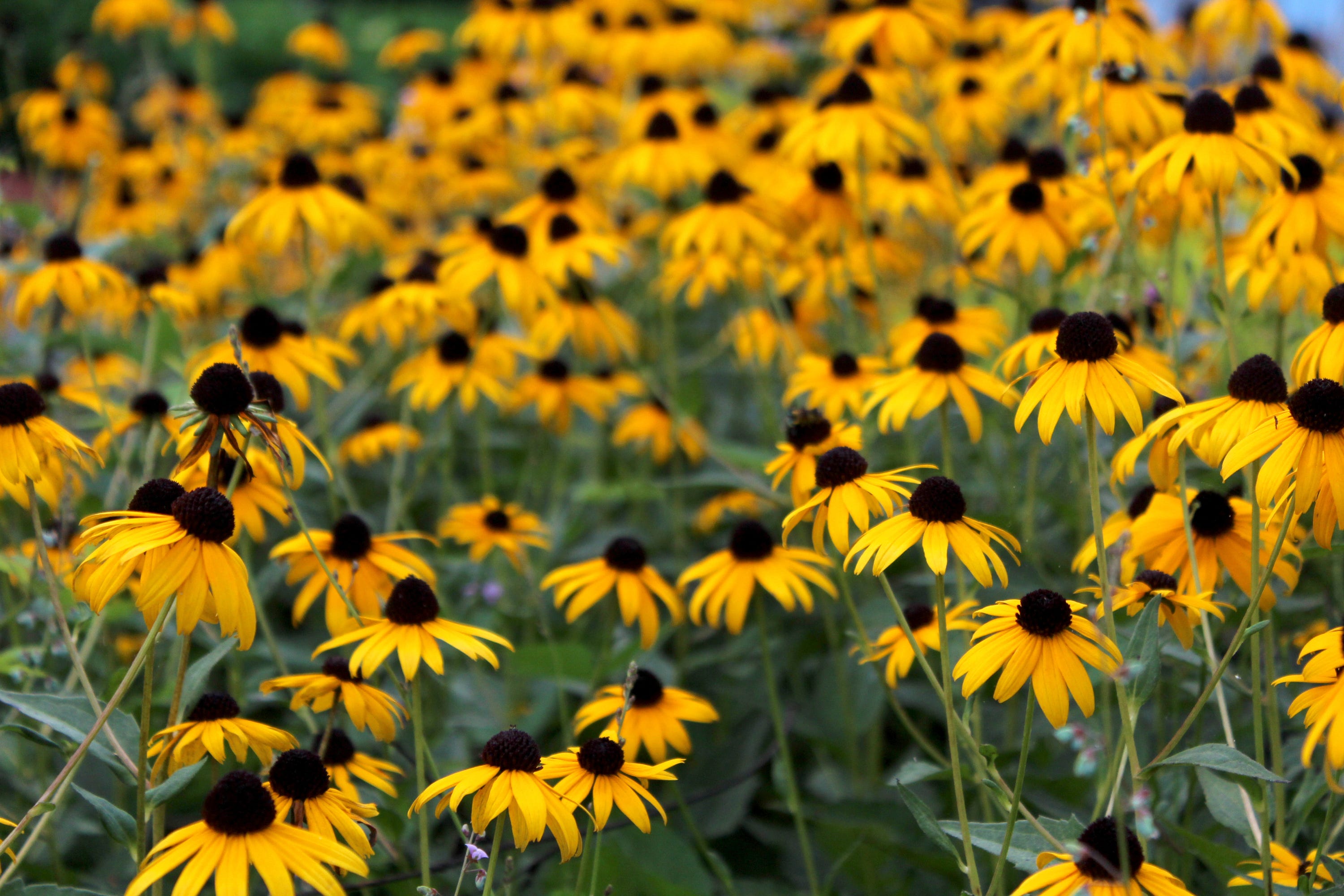 Tree Flowwrs 7 Hard-to-Kill Plants That Thrive in Heat, Drought, and Poor Soil - AOL