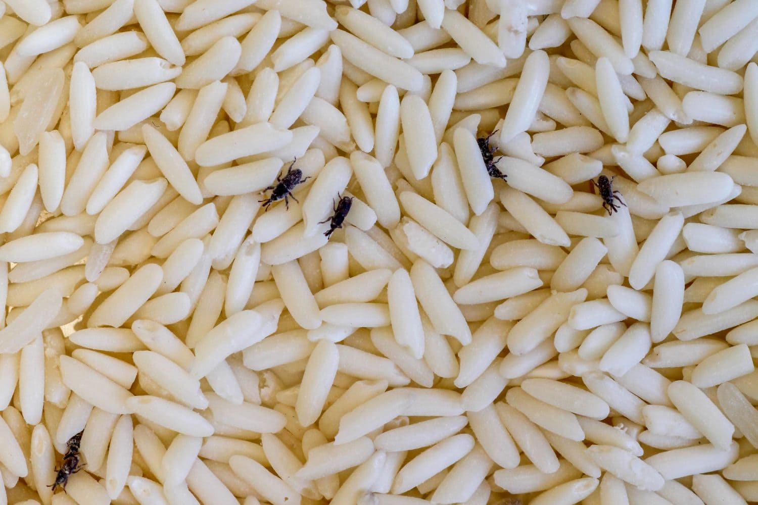 The Rice-Eating Creature in Your Pantry - AOL