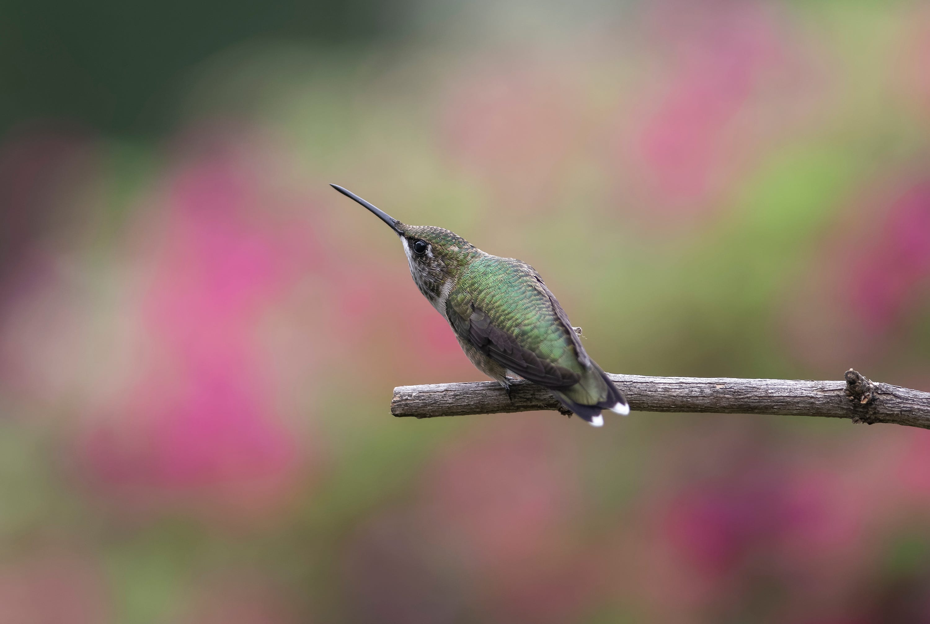This Could Be Why Hummingbirds Aren’t Coming to Your Yard, Experts Say ...