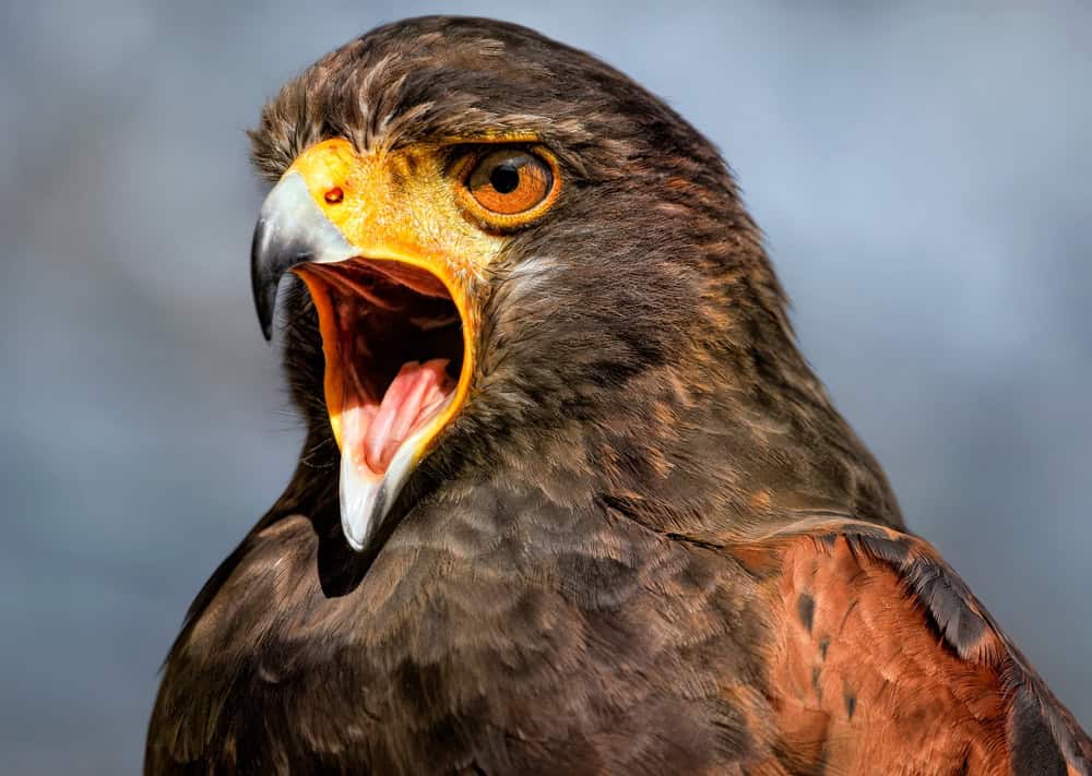 Hawk R. Green Spikes Why a Hawk’s Tongue Is Covered in Backward-Pointing Spikes - AOL