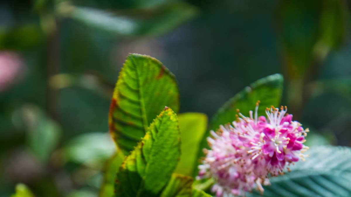 10 Best Shrubs for Zone 7 - AOL