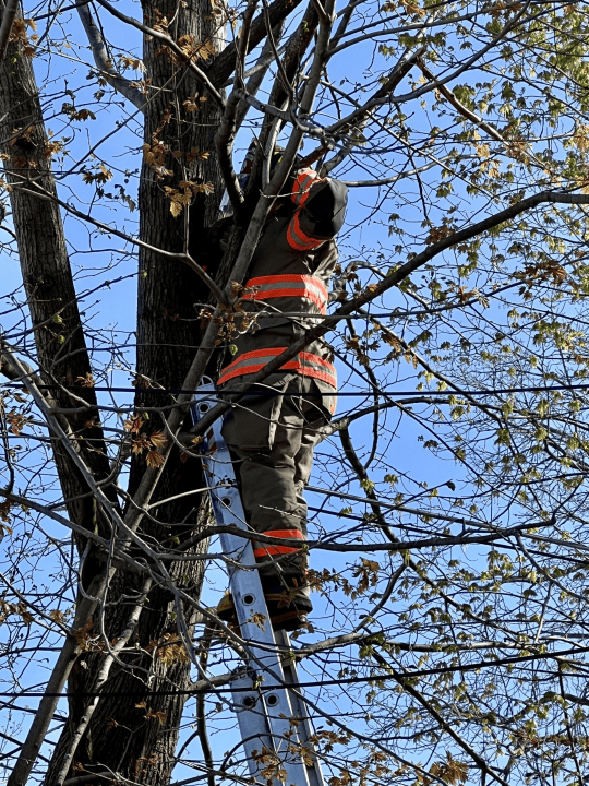 Cat rescued from 30-foot tree in Pittsfield after stuck for days - AOL