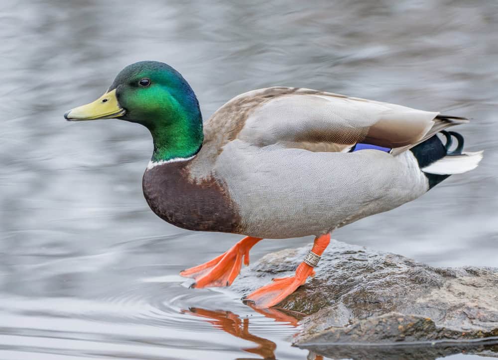 Ducks Wag Their Tails Like Dogs, But Not Always for Joy - AOL