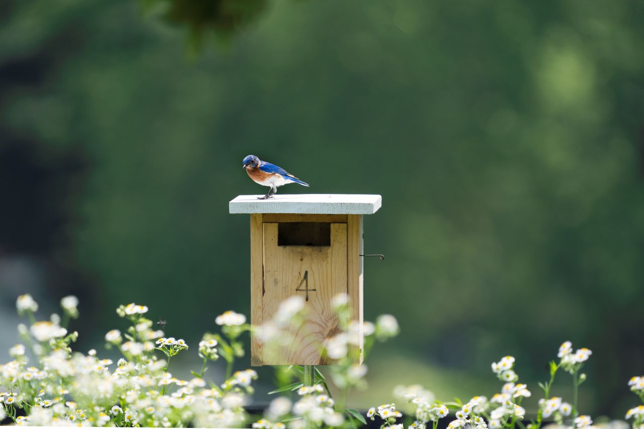 This Free Birding App Helped Me Rediscover The Joy Of Slowing Down - AOL