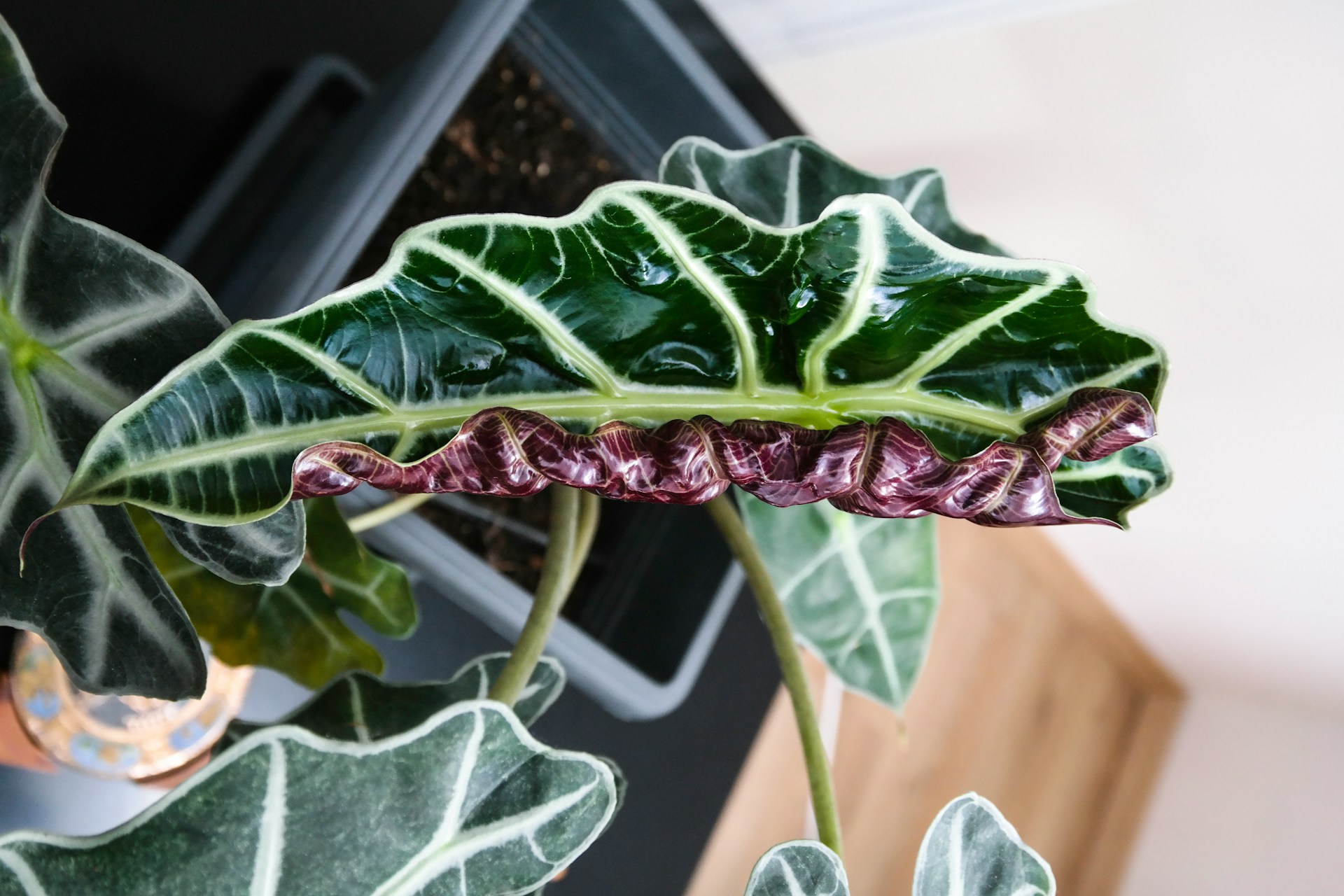 Your Transplanted Plant Isn't Dead, It's in Shock. Here's What to Do - AOL