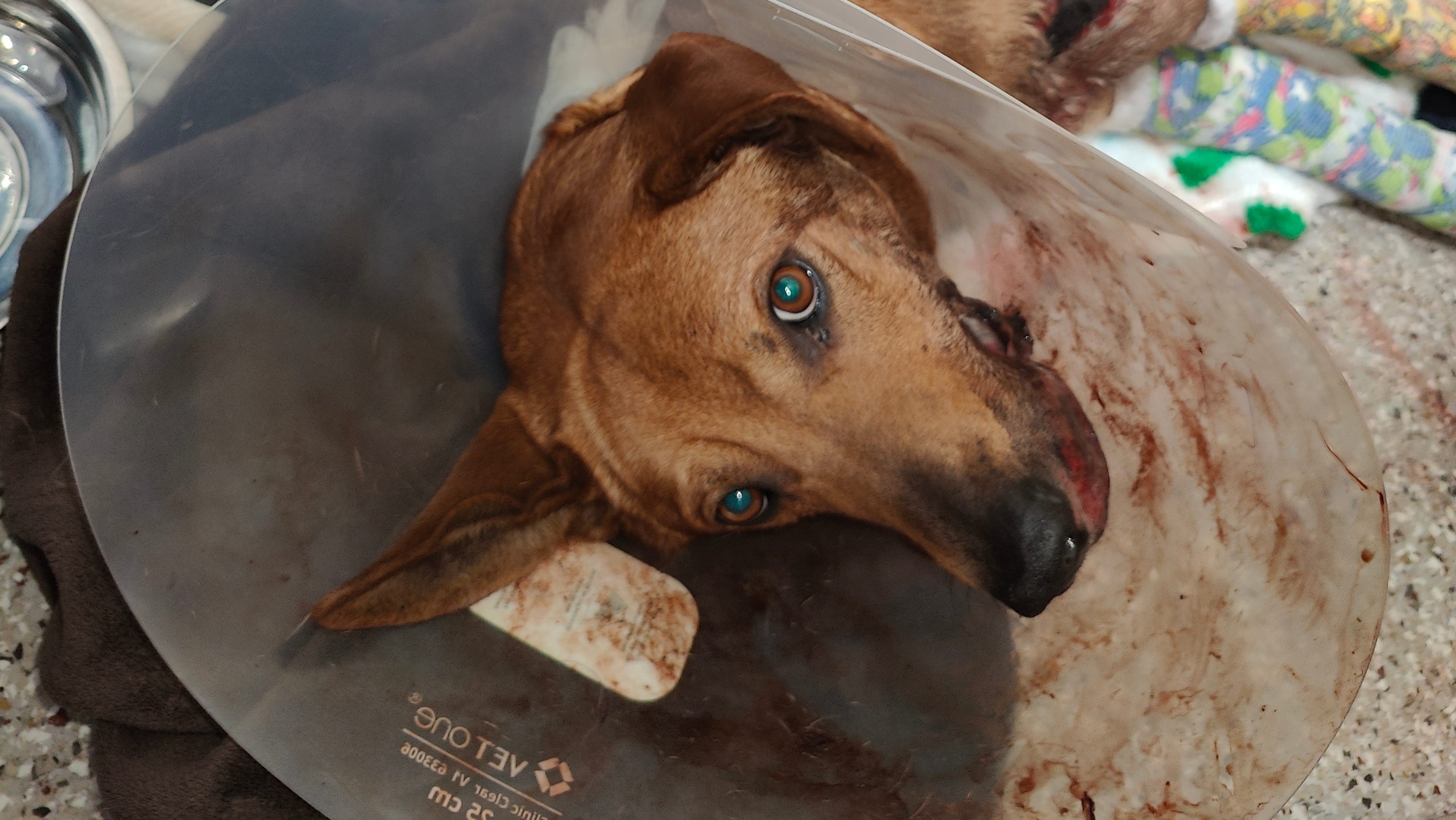 Rutherford Sheriff: Dog dragged 600 yards behind truck. Suspect sought ...