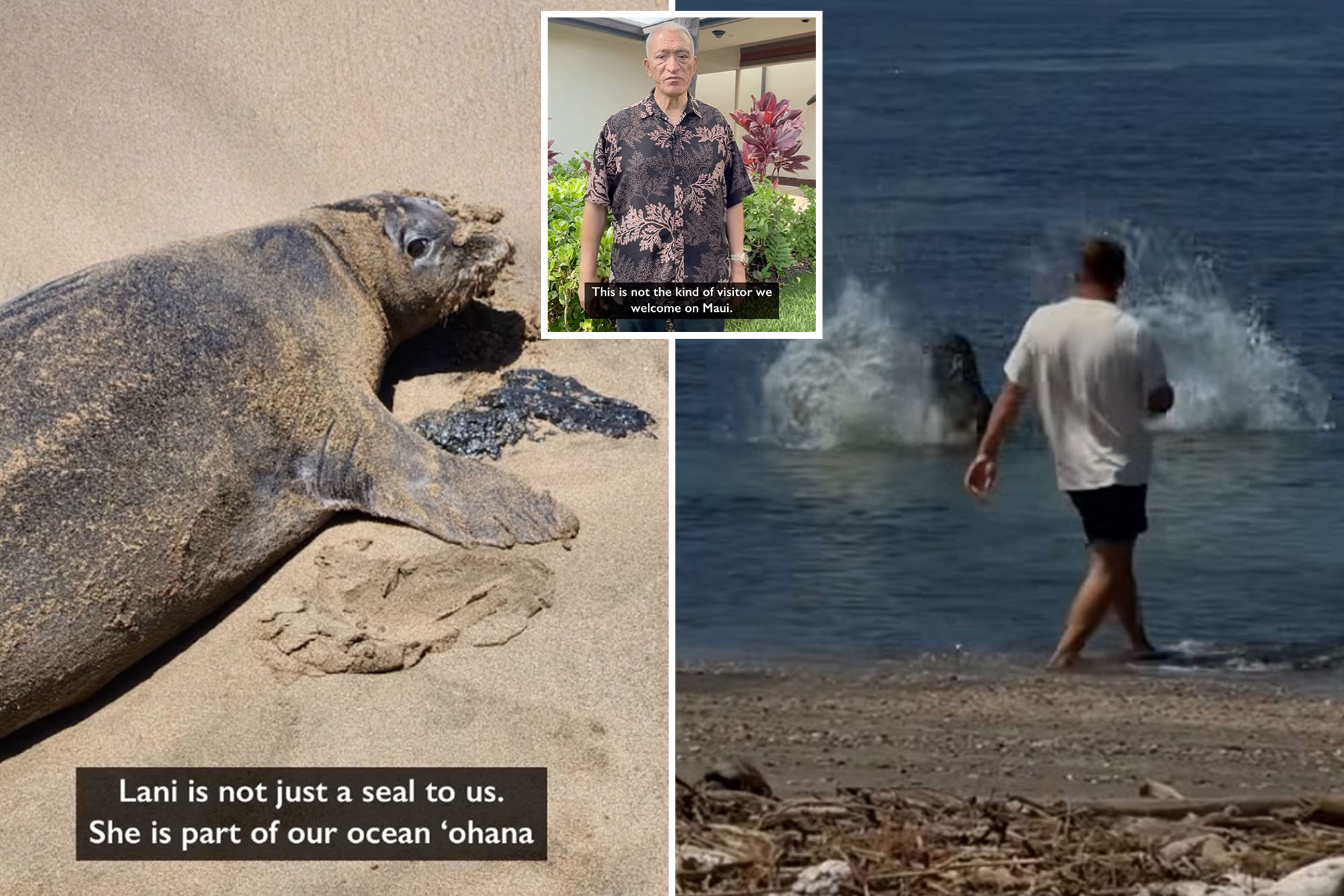 Hawaii erupts with rage as man tosses huge rock at endangered seal