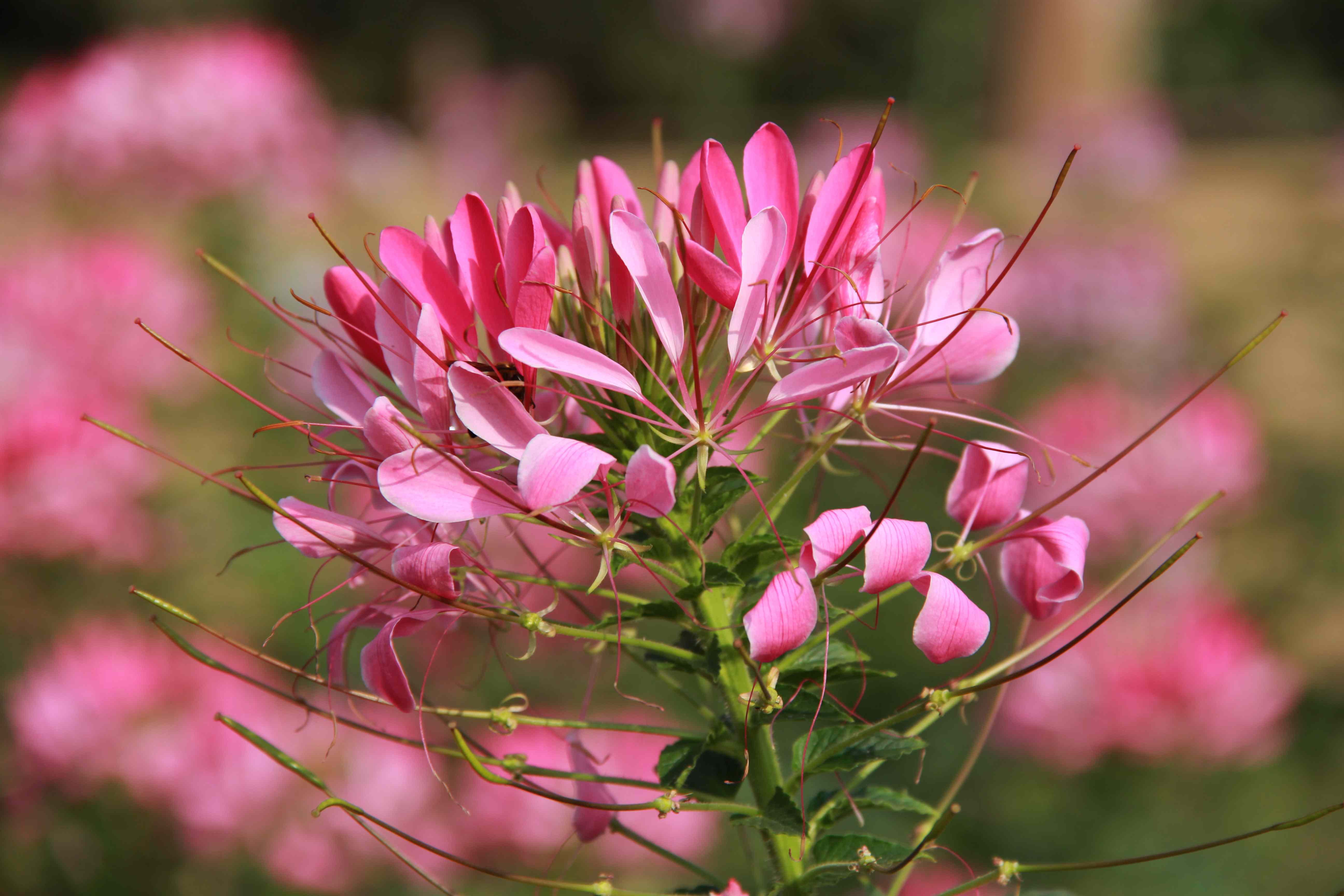 Flowers Less 12 Low-Maintenance Flowers That Don’t Mind If You Miss A Few Waterings ...