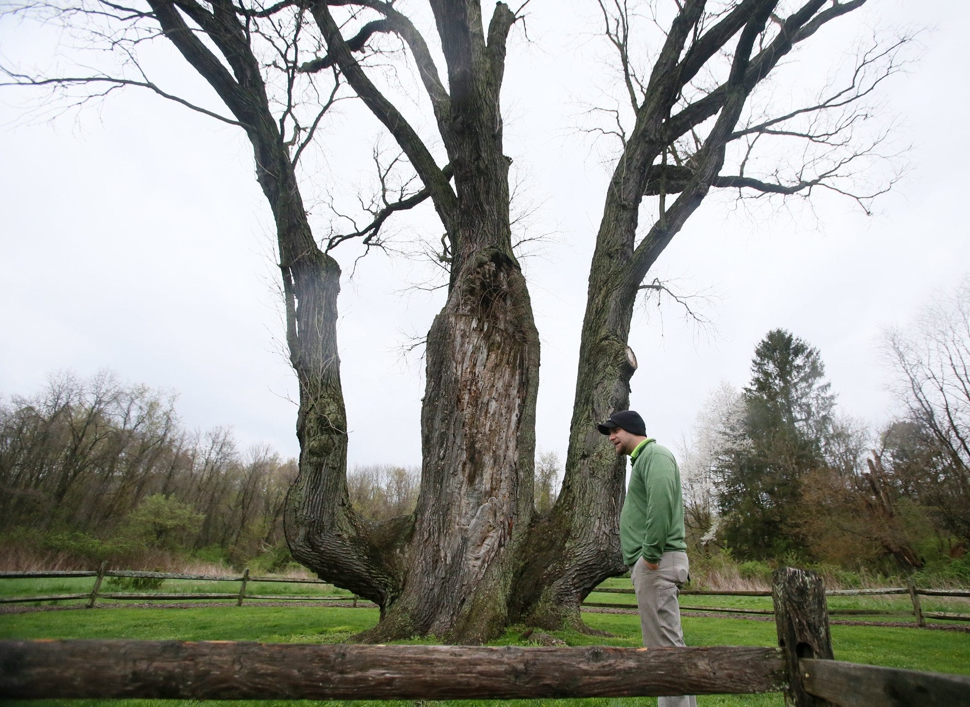 Signa Tree Is the Signal Tree in Akron safe? | Just Asking - AOL