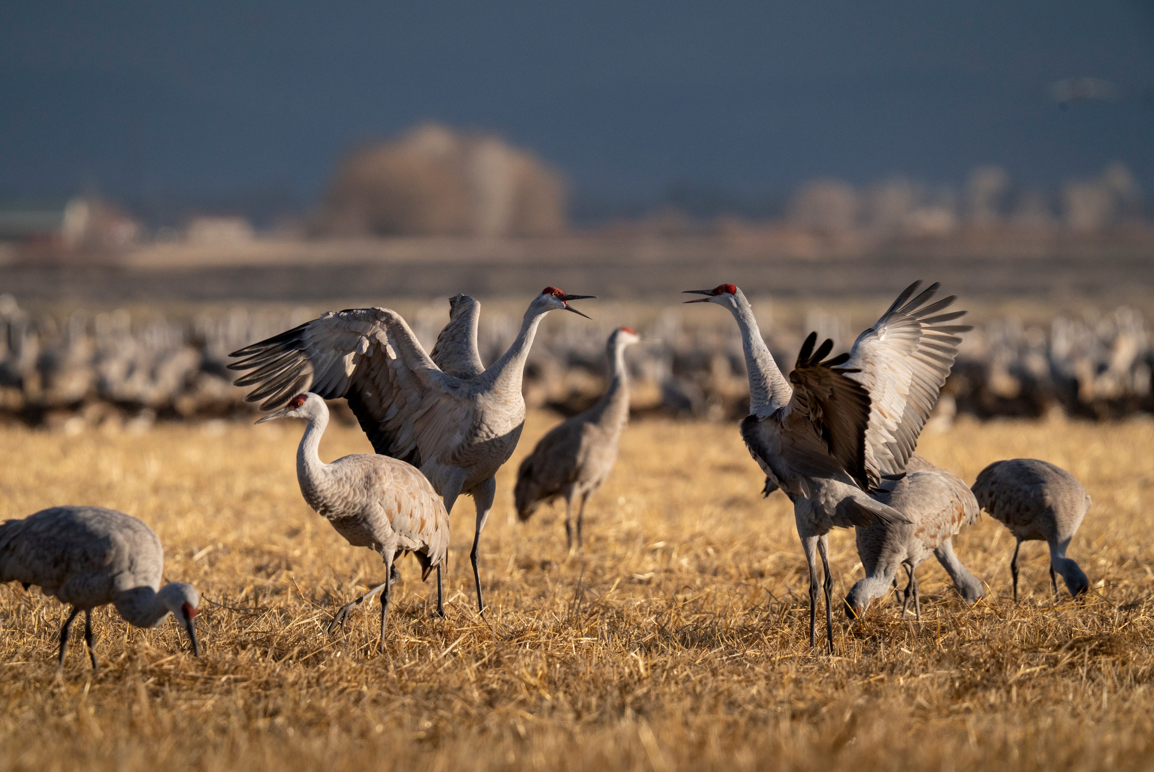Sandhill cranes plot new paths to weather the warmer, drier West - AOL