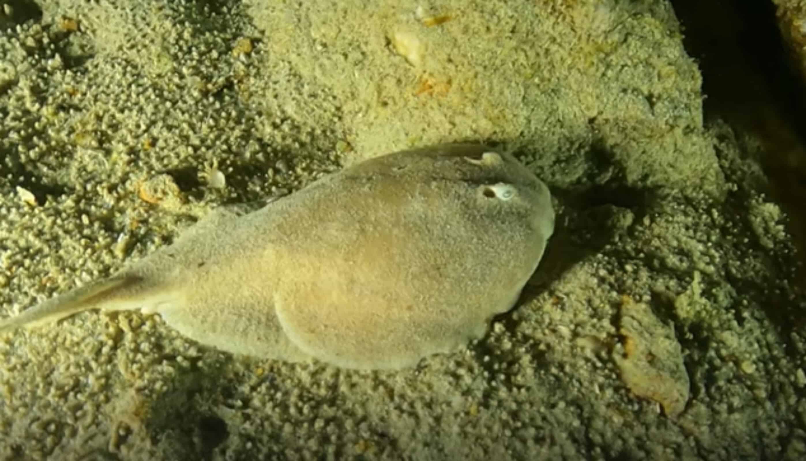 the-tiniest-ray-on-earth-can-still-shock-you-aol