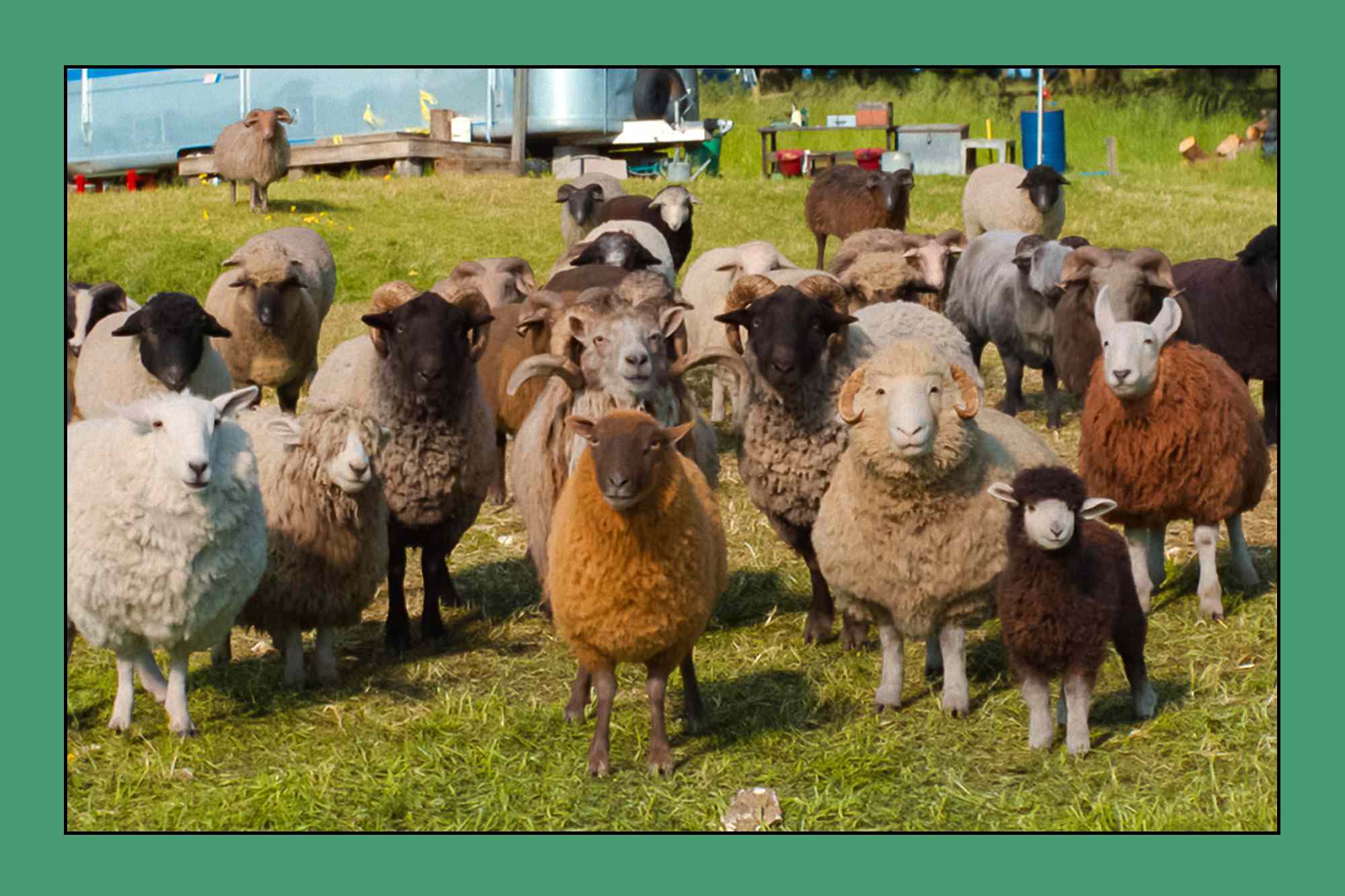 See“ The Sheep Detectives”' woolly sleuths side-by-side with the actors ...