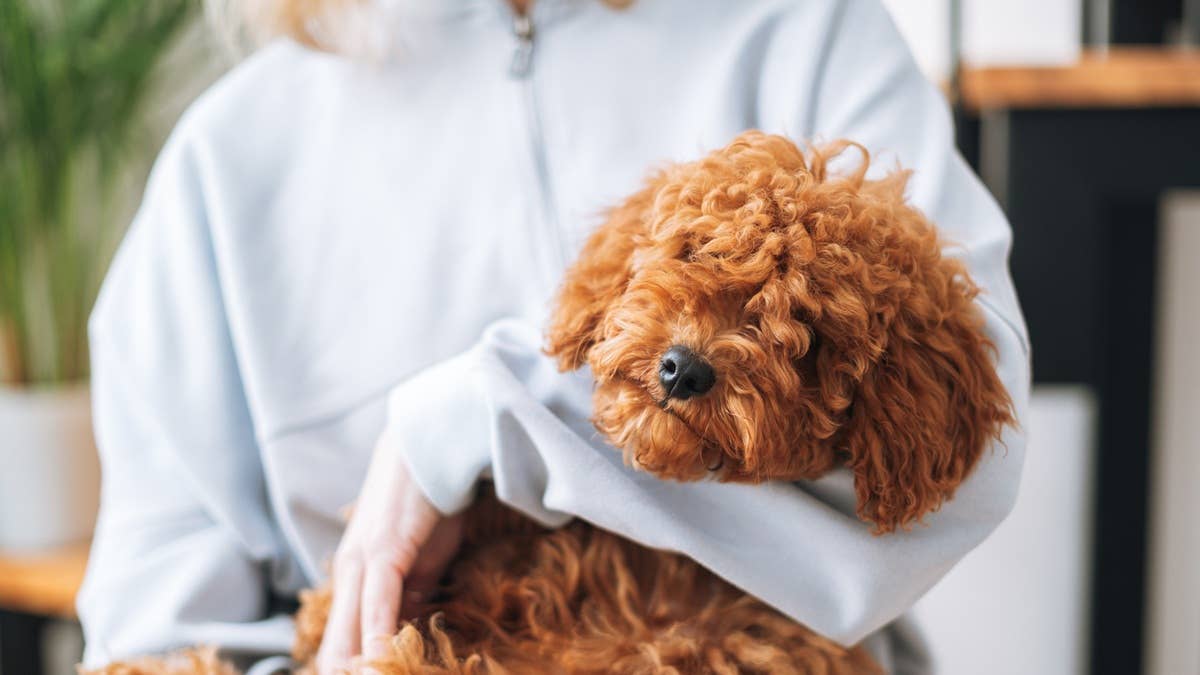 Close-up of a dog and owner sharing a gentle bonding moment