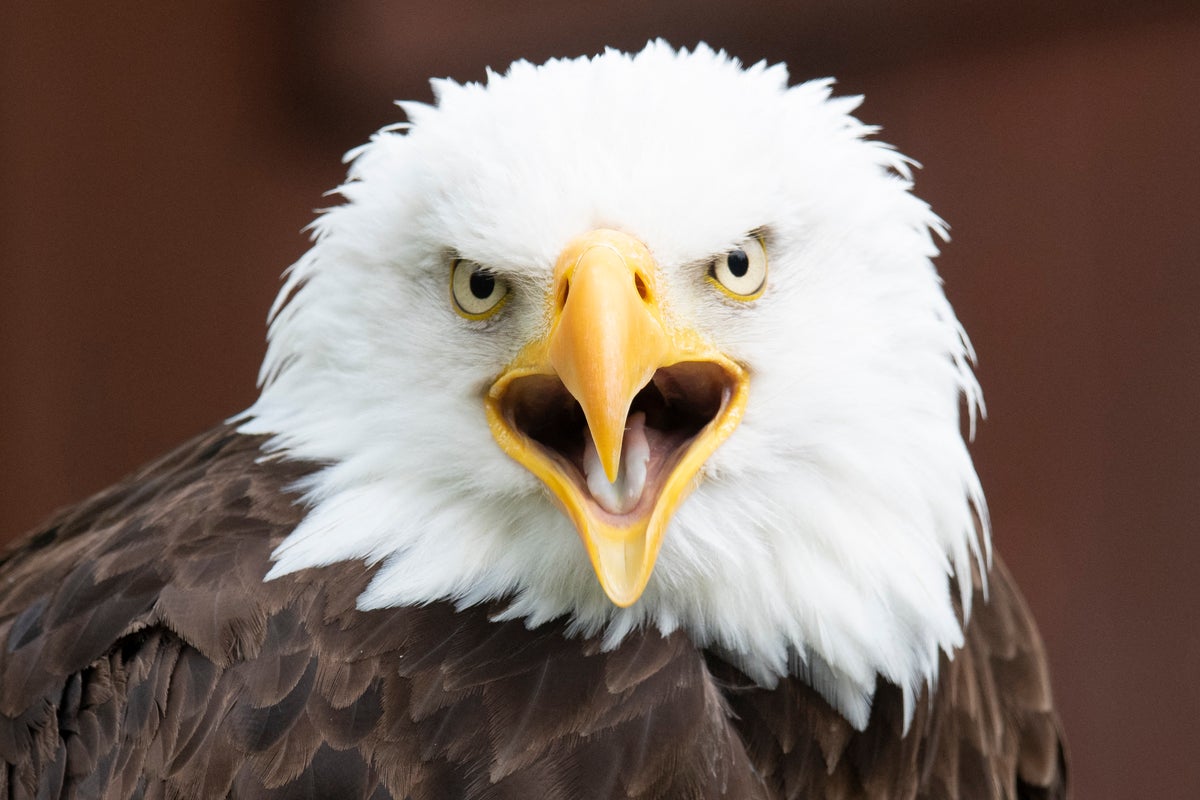 Texas man could face prison time after killing American bald eagle - AOL