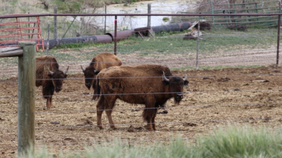 Nearly 100 bison seized in northwest Colorado neglect case - AOL