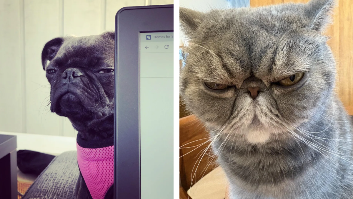 20 Animals Who Are Absolutely Judging Your Life Choices - AOL