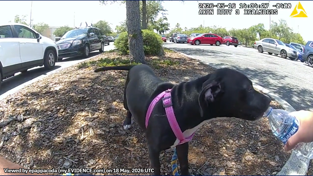 Police rescue dog left in hot car in 92-degree weather - AOL