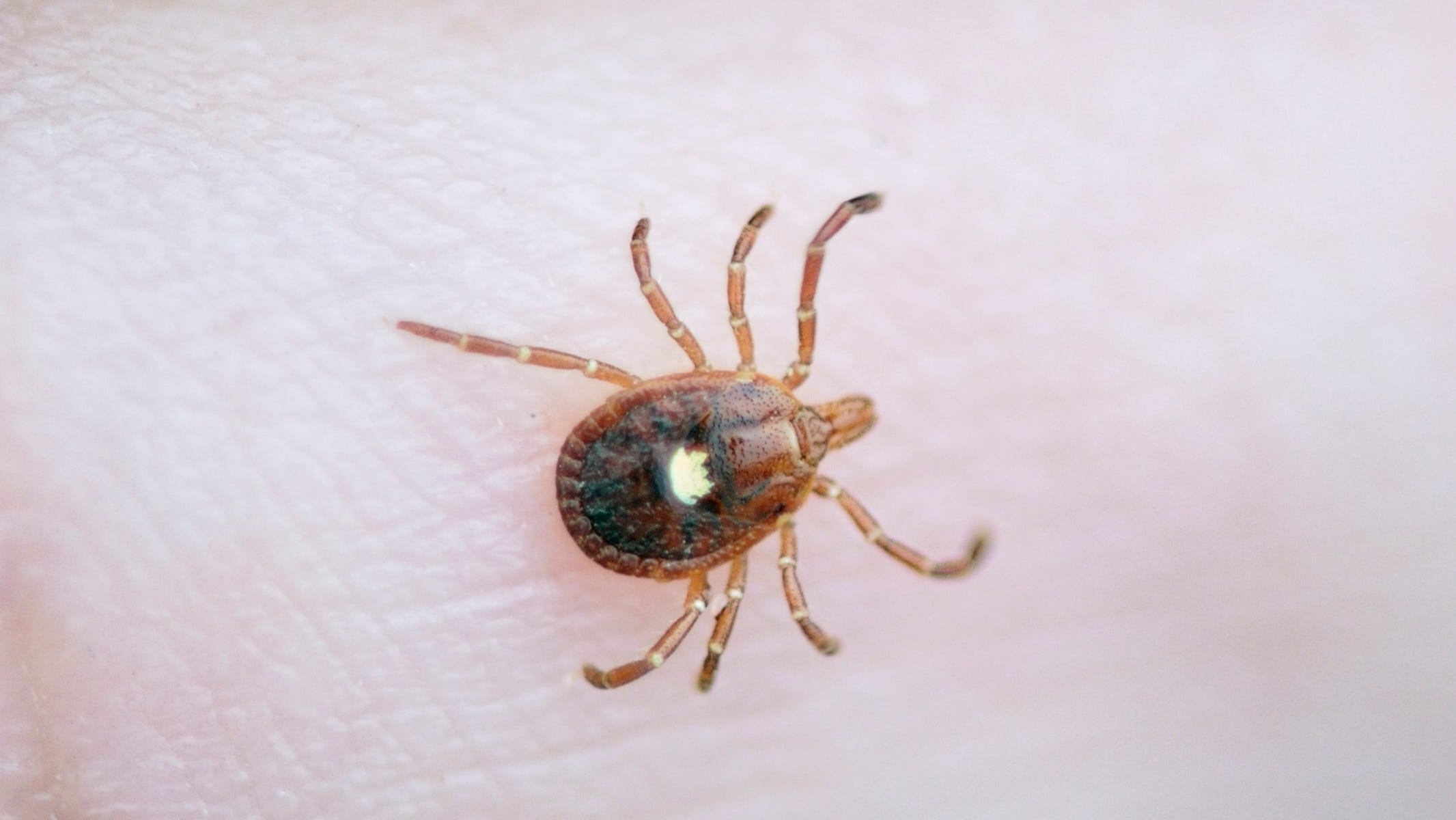Tick bites are on the rise. How common is Lyme disease in Illinois? - AOL