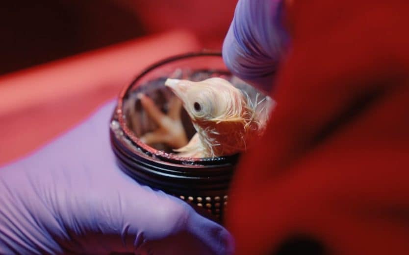 First chick hatched from artificial egg - AOL