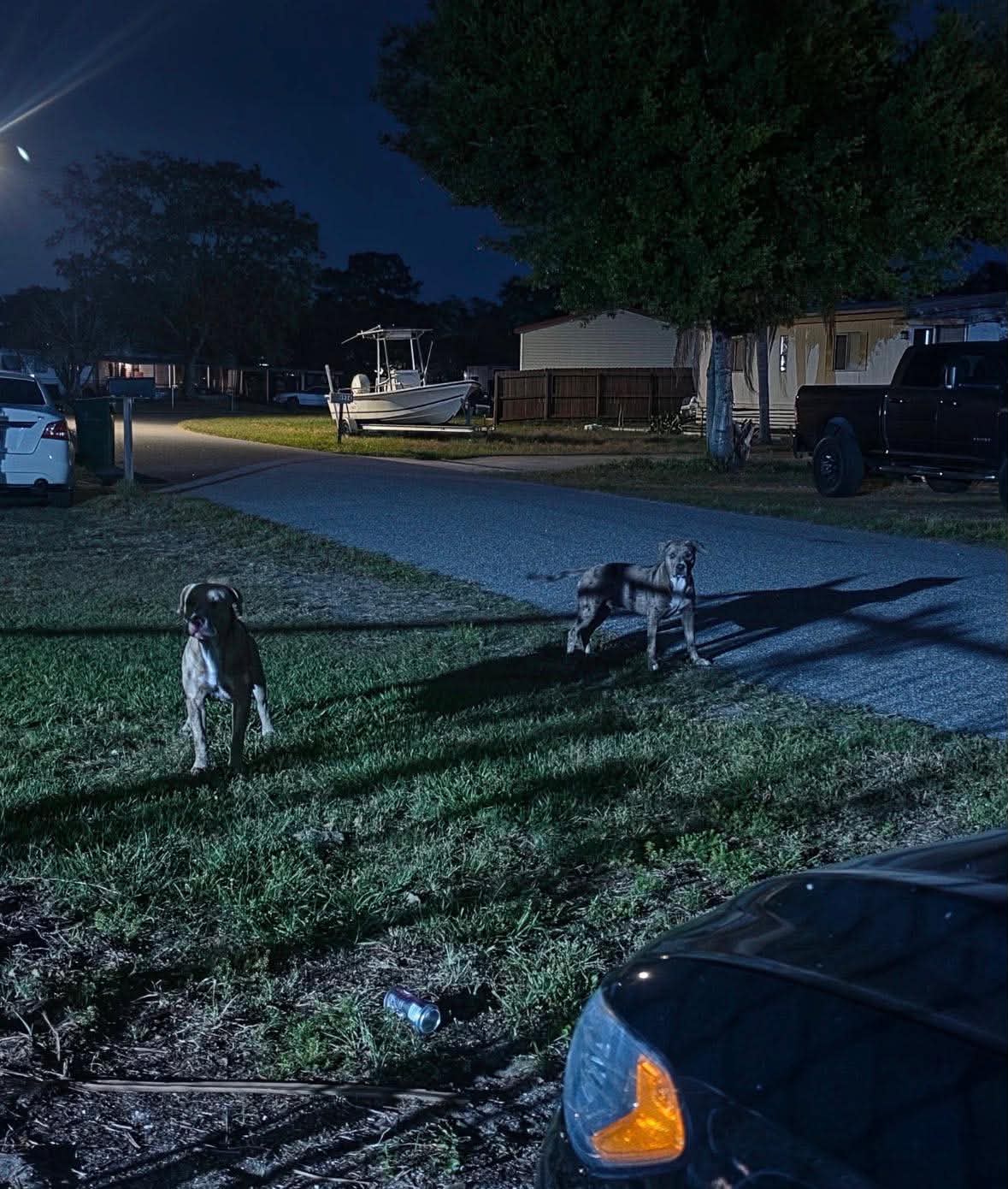 Brevard County woman, 50, dies after being mauled in dog attack - AOL