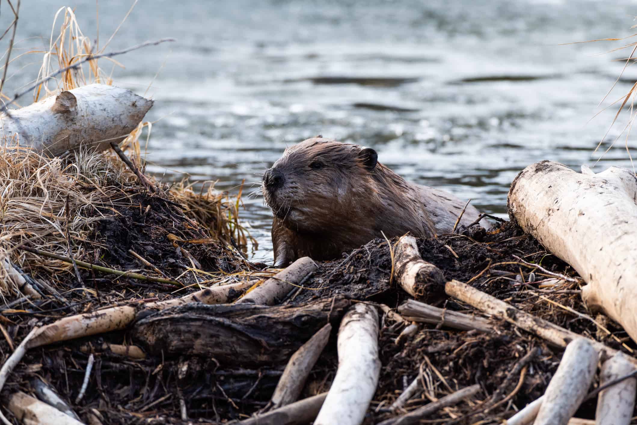 Beavers Are Sunbathing in Midday, and It’s Not Due to Rabies - AOL