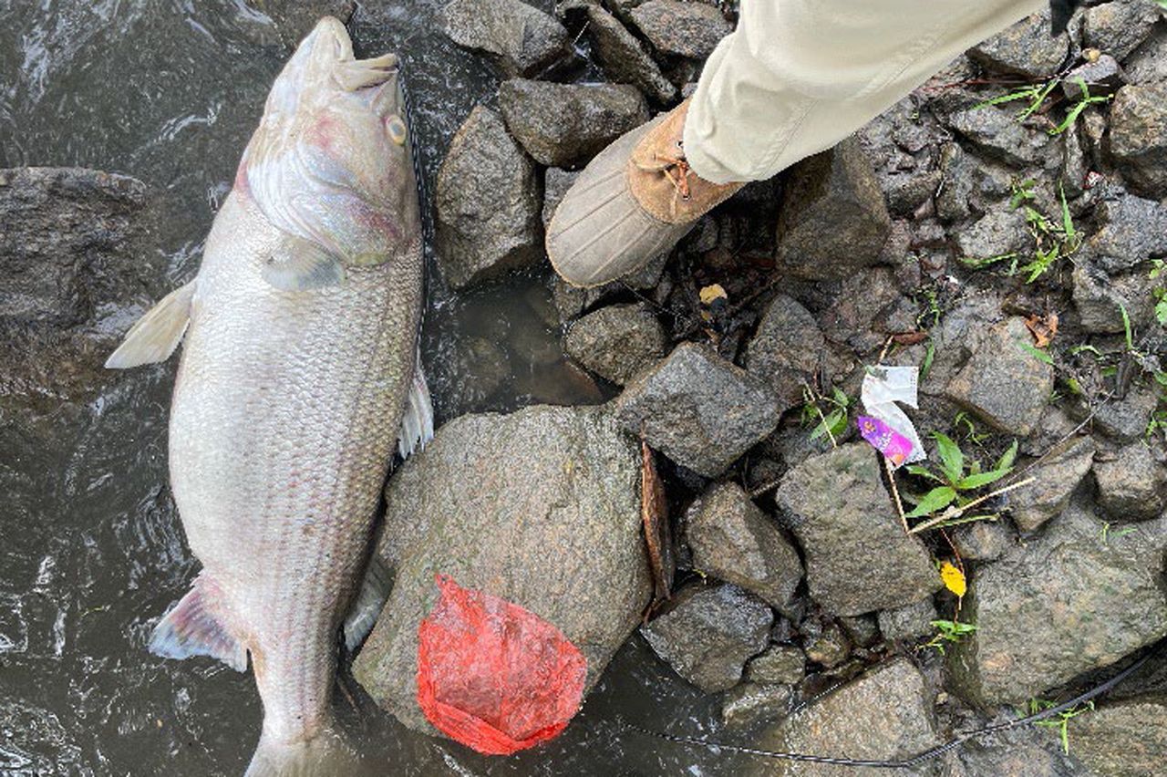 'Unprecedented' Fish Die-Off Affecting Thousands of Animals in the ...