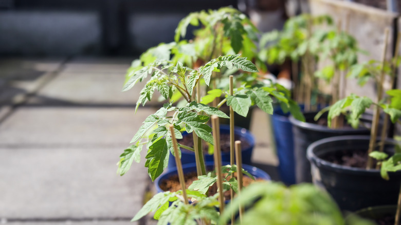 12 Tomato Growing Tips Every Beginner Needs For A Successful First ...
