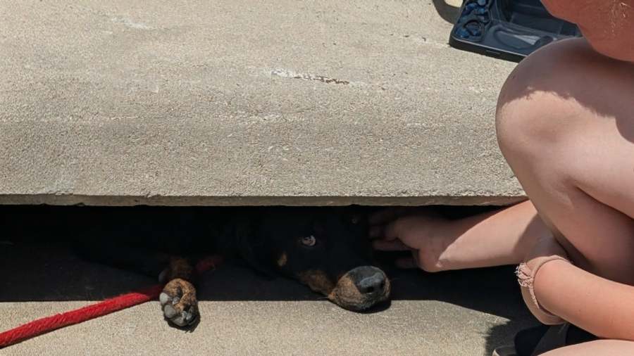 Pea Ridge police rescue dog from storm drain - AOL