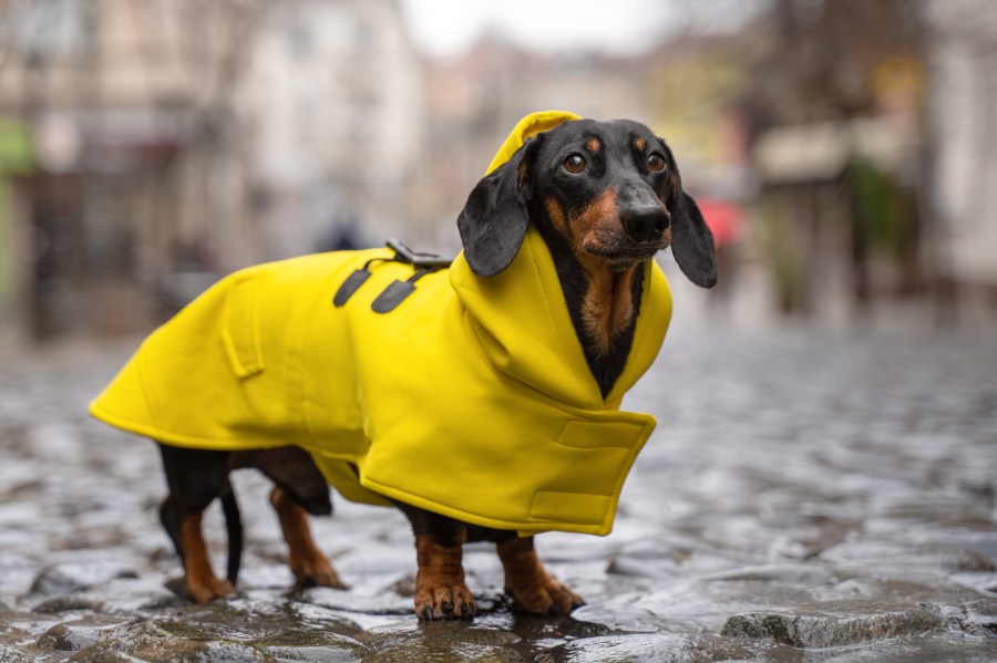Denver weather: Cloudy skies and rain showers - AOL