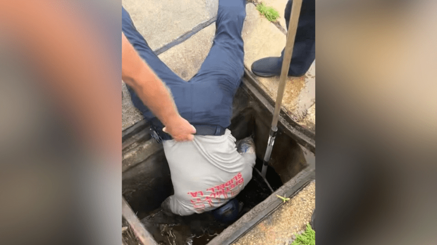 Firefighters rescue two ducklings from storm drain in St. Tammany ...