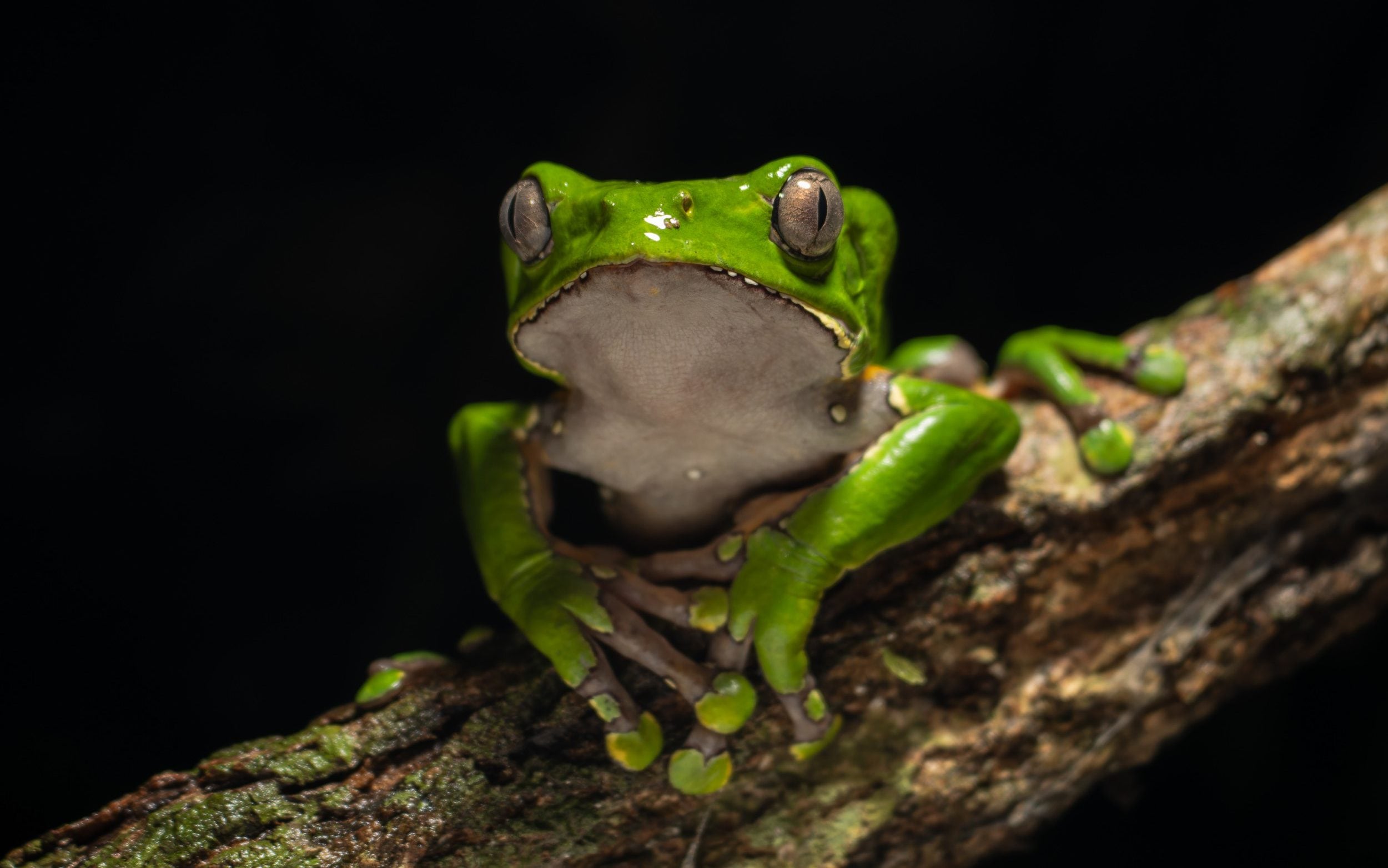 Kambo Intoxication Frog poison detox ‘claims first British victim’ - AOL