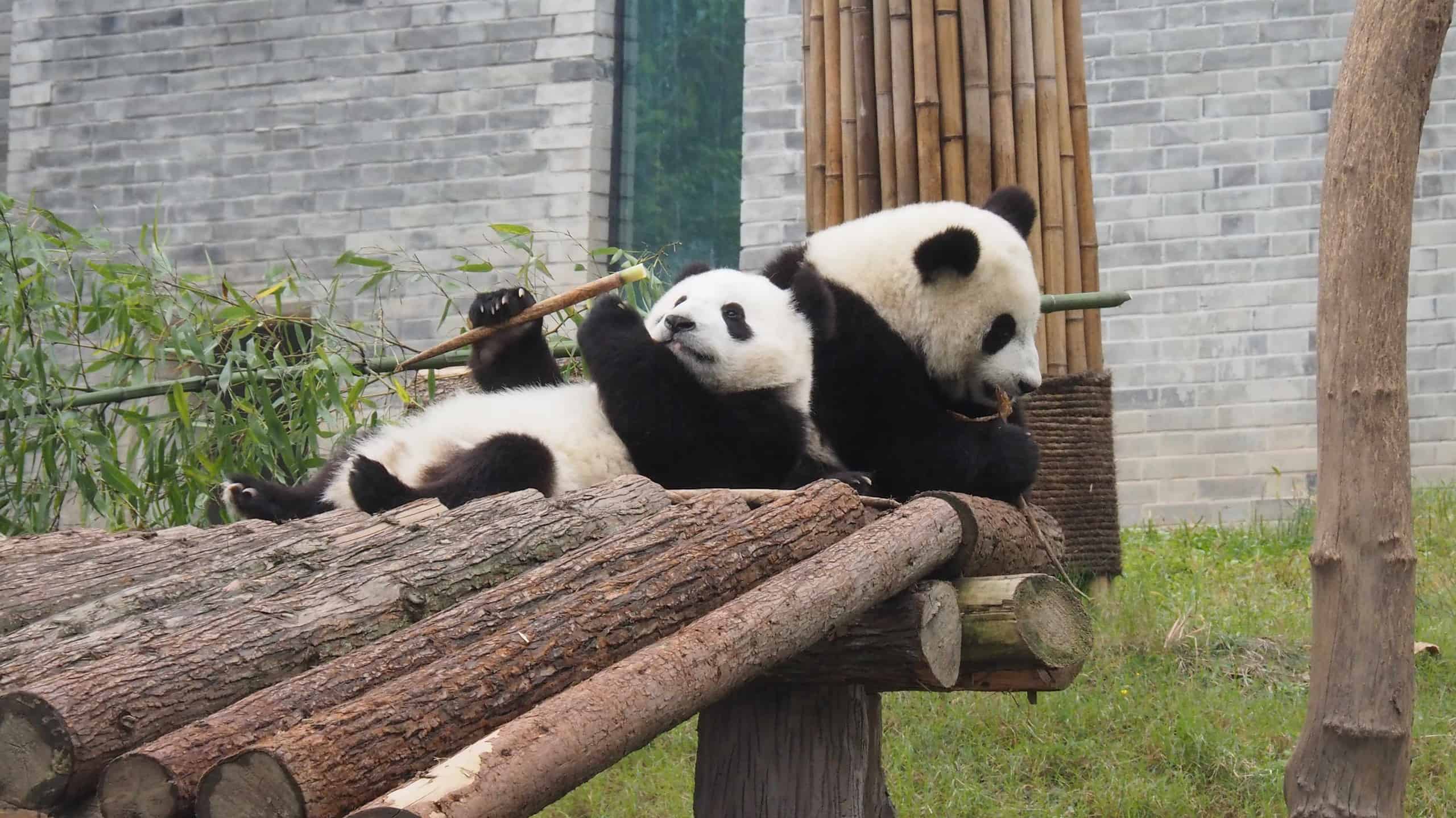 Meet Rio, the First Panda Born Outside China in 3 Years - AOL