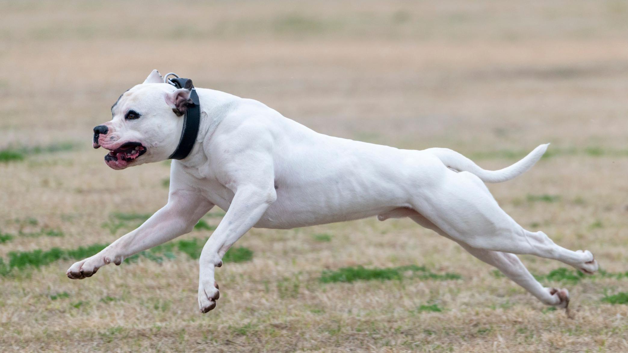 Dog owner sentenced for attack on boy in playground - AOL