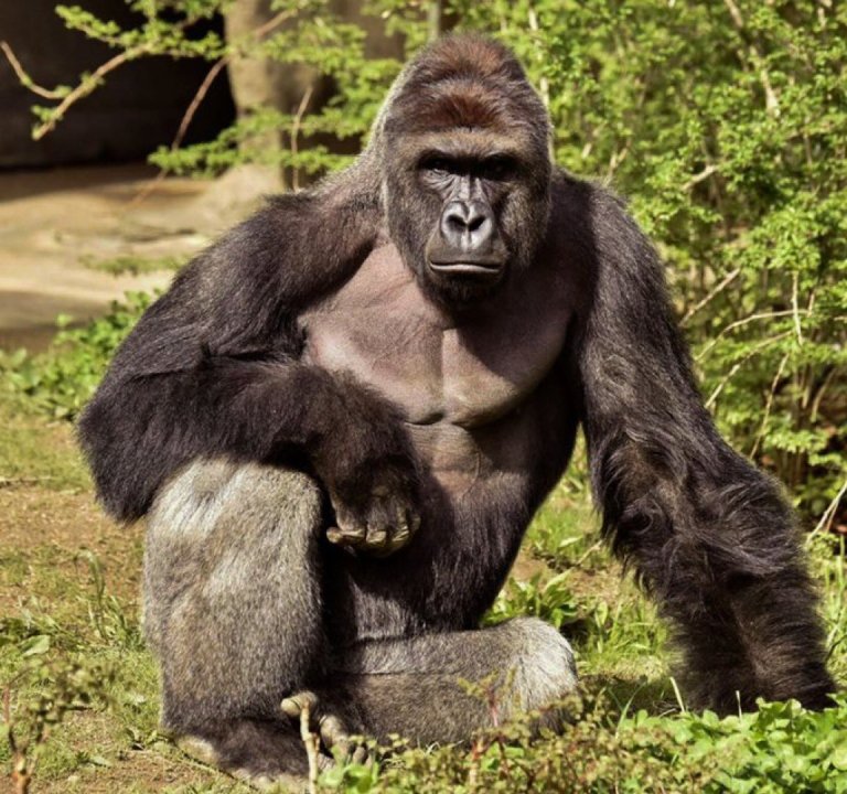 Harambe Rizz Harambe remembered: Gorilla’s death unites nation, sparks memes 10 ...
