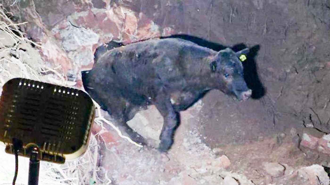 Fire crews in 11-hour rescue of cow from underground ice house - AOL