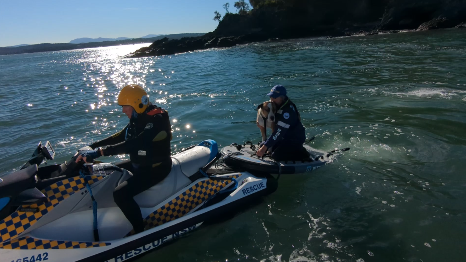 Dog rescued from remote island after being swept out to sea - AOL