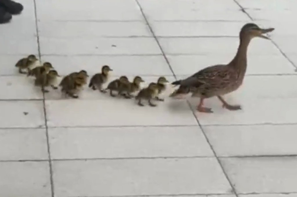 NYPD cops heroically save 11 ducklings from storm drain in front of ...