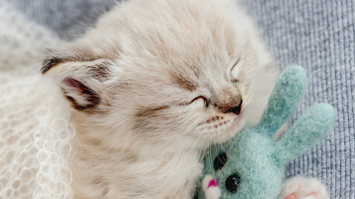 Ragdoll Kitten’s Strange Nap Spot Somehow Gets Even Cuter Once the ...
