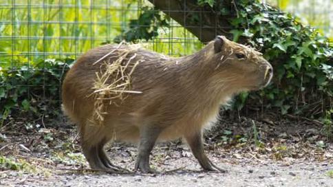 Zoo reports 'several sightings' of escaped capybara - AOL