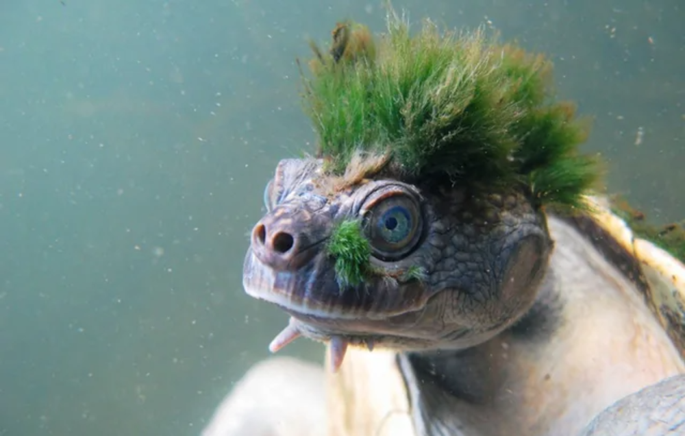 20 Fun Facts That Sound Totally Made Up (But Aren’t) - AOL