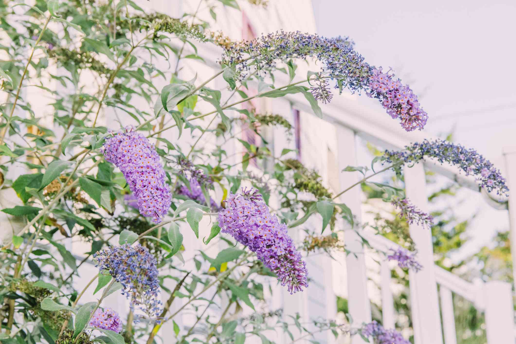 These 9 Popular Plants Are Actually Invasive and Can Quickly Take Over ...