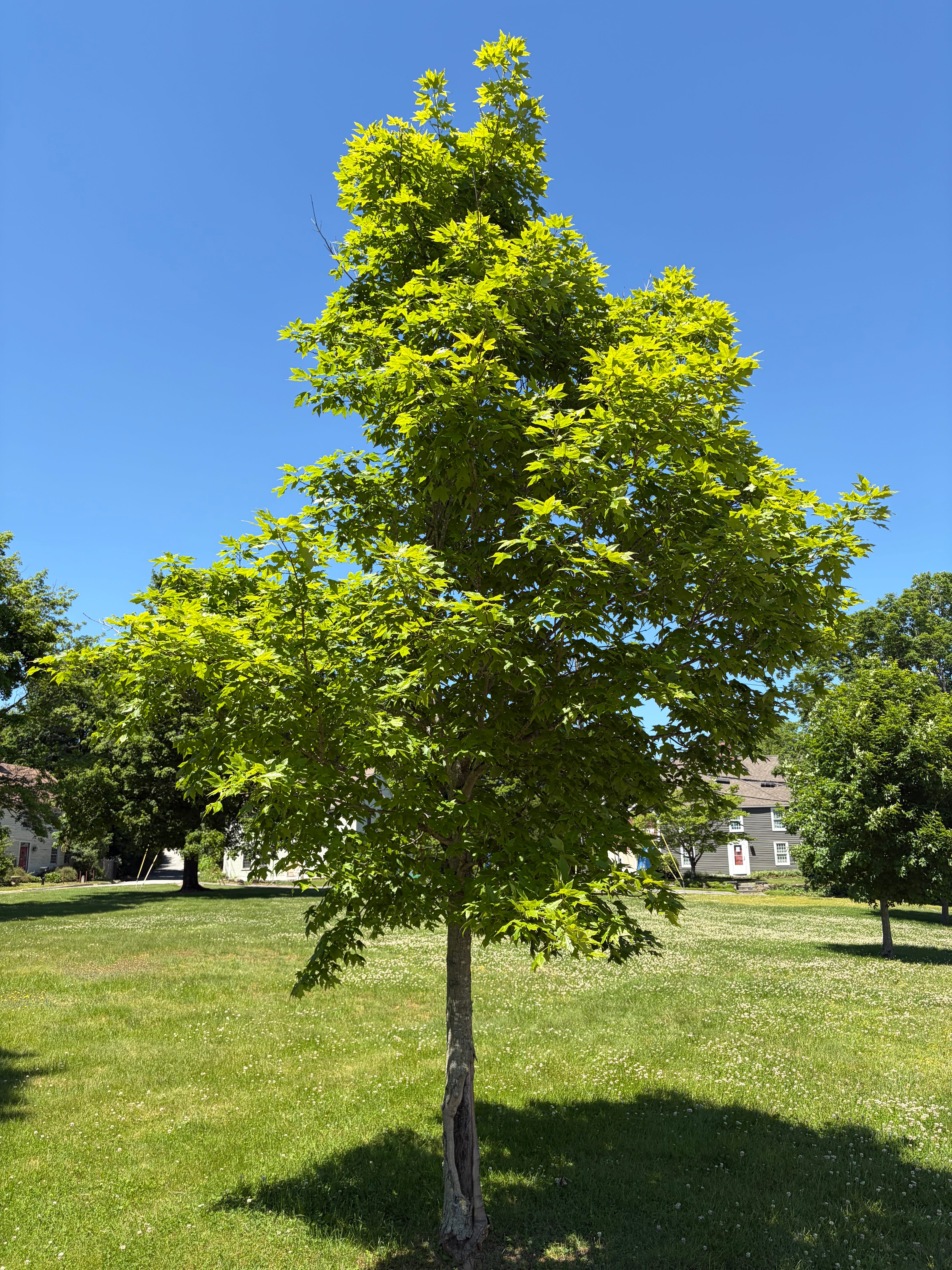 Libtry Tree Norwich Liberty Trees dedication in honor of USA's 250th anniversary - AOL
